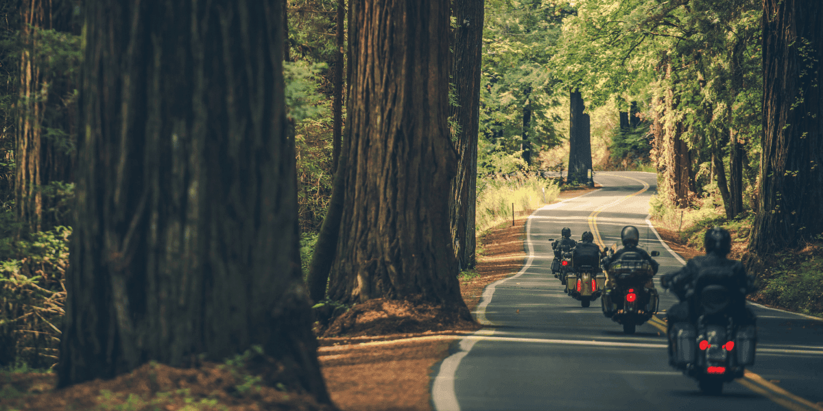 Bikers in the forest in Baltics