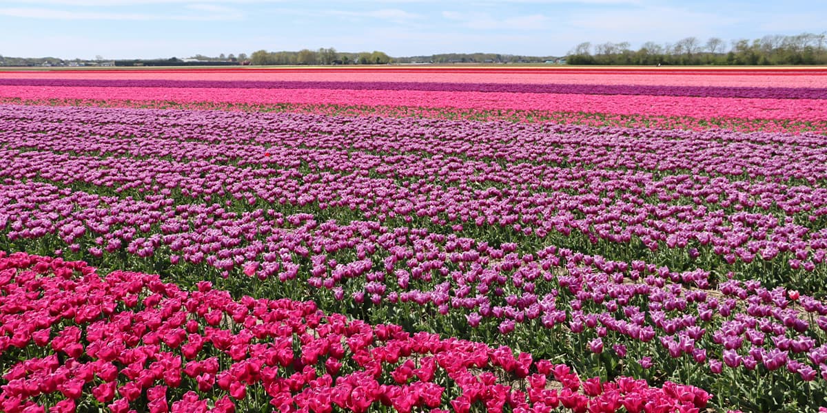 Camping in Europe - tulip fields