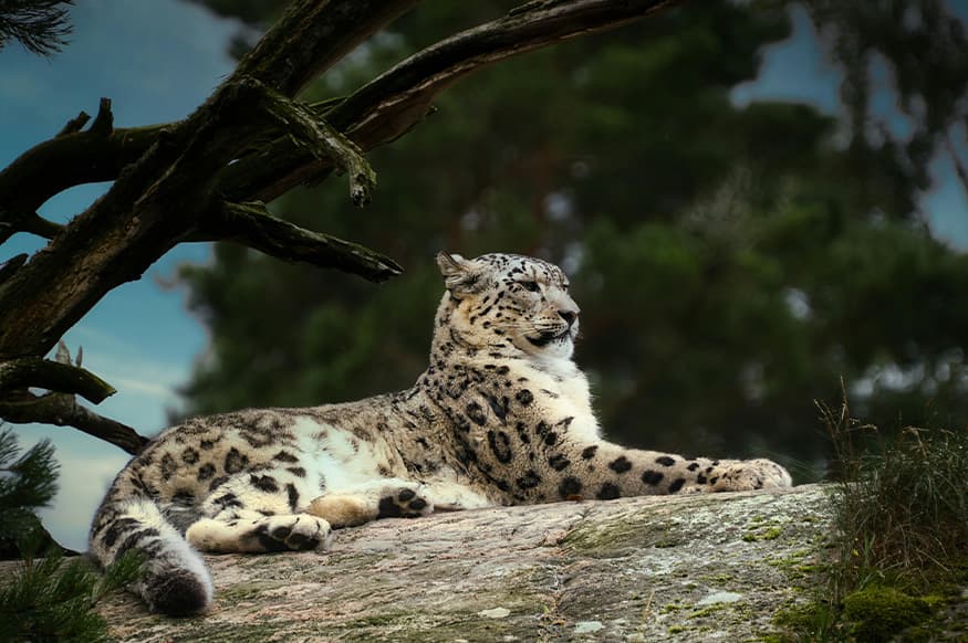 Leopard sleeping on hillock
