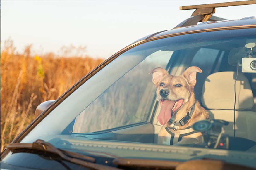 Happy dog in a car