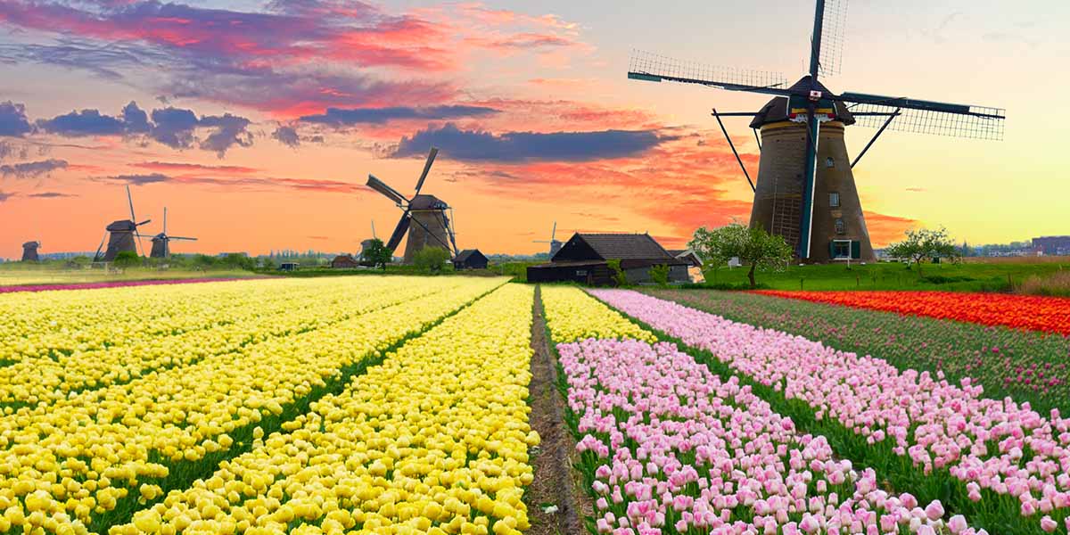 Keukenhof & Zaanse Schans (Netherlands)