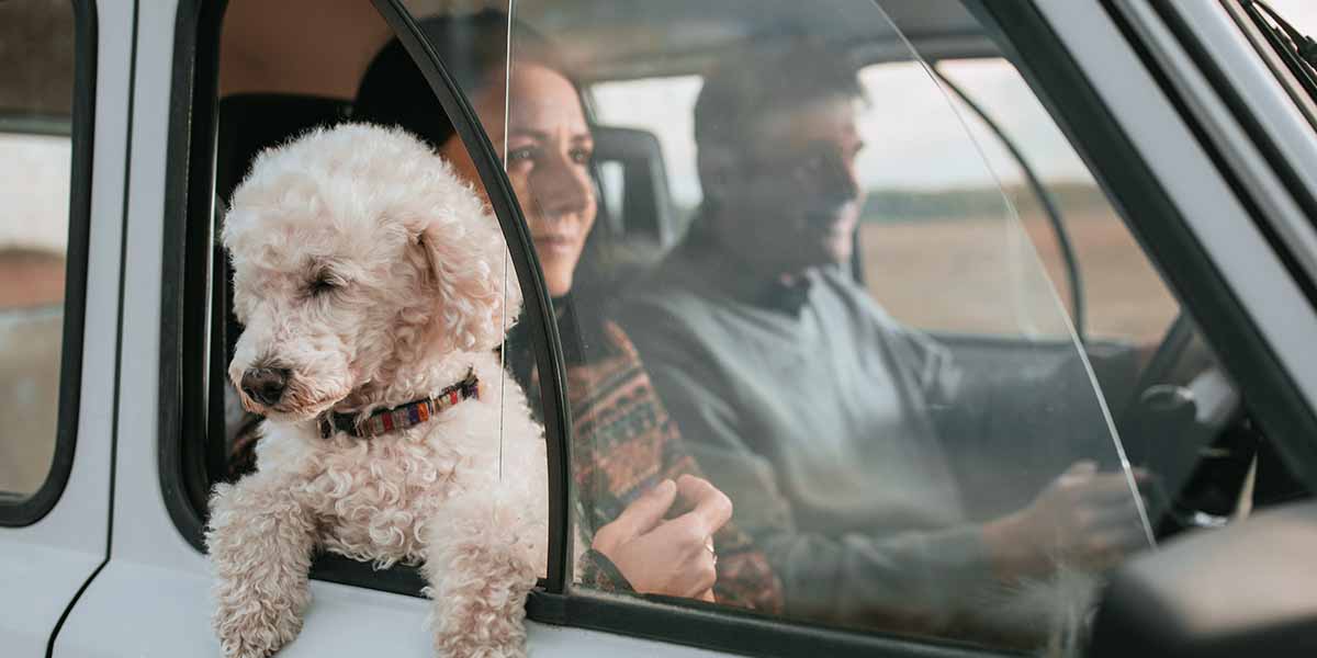 Couple with their dog in a vehicle