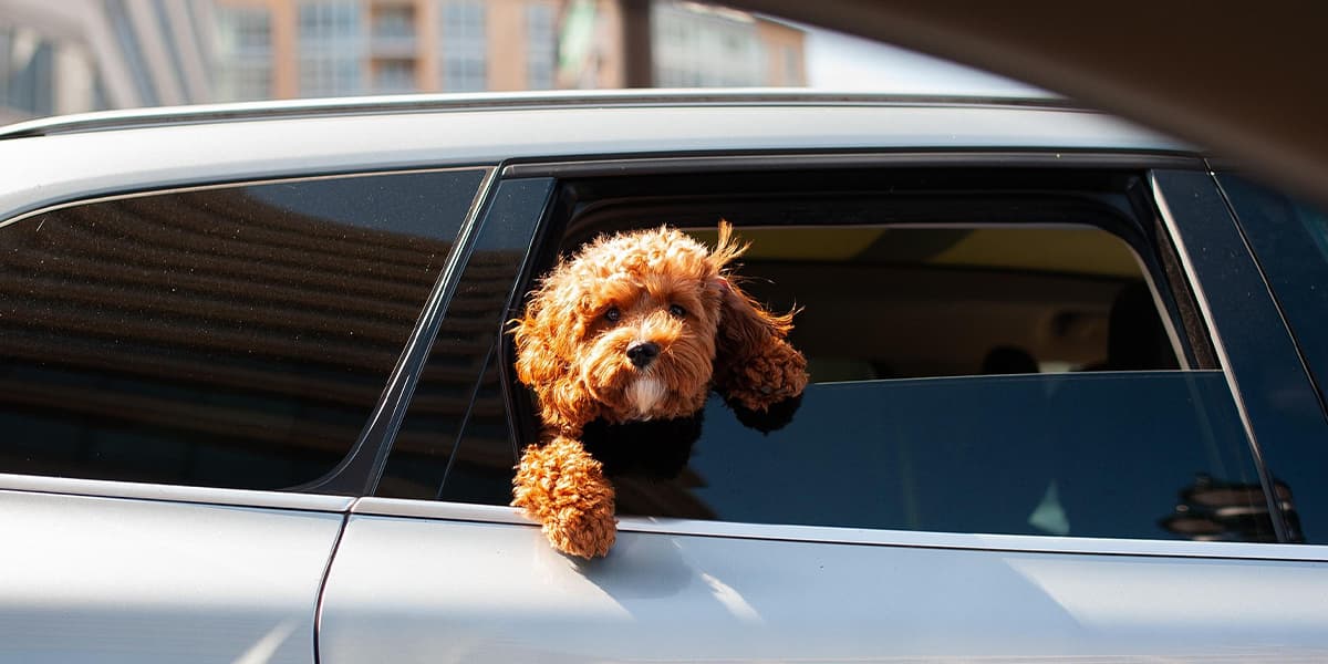 Dog with its head out of the car window